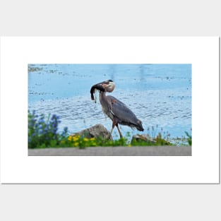 Great Blue Heron Carrying a Fish Posters and Art